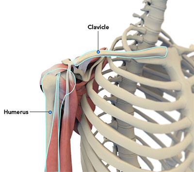 Bones of Shoulder