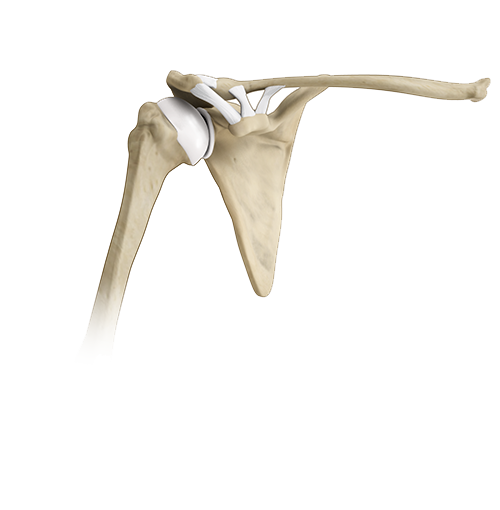 Normal Shoulder Anatomy